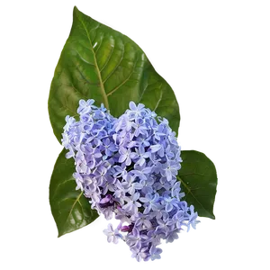 Soft Lilac PNG Yld PNG