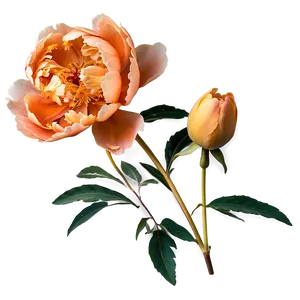 Soft Orange Peony Png 06122024 PNG image