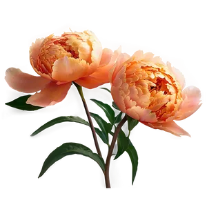 Soft Orange Peony PNG Tnb PNG
