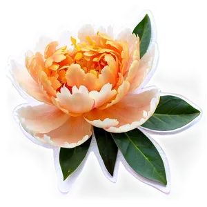 Soft Orange Peony PNG Ycu40 PNG