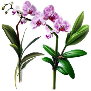 Soft Orchid PNG 05242024