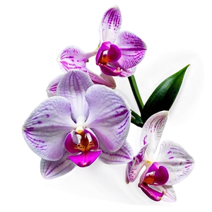 Soft Orchid PNG 21 PNG