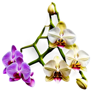 Soft Orchid PNG Tdp PNG