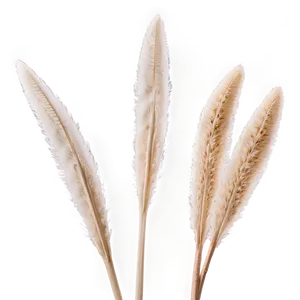 Soft Pampas Touch PNG 06272024