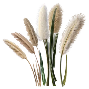 Soft Pampas Touch Png 06272024 PNG image