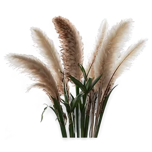 Soft Pampas Touch Png Nxt PNG image