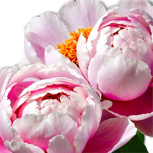 Soft Peony Bloom Png Dti PNG image