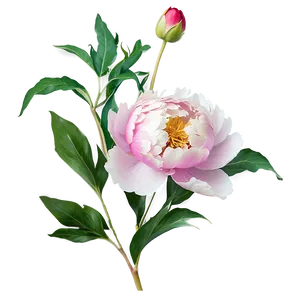 Soft Peony Bloom PNG Fdm23 PNG