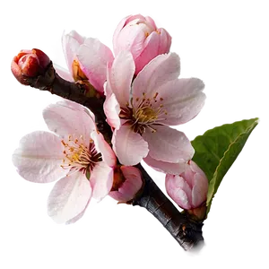 Soft Pink Cherry Blossom PNG 2