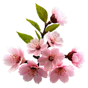 Soft Pink Cherry Blossom PNG 78