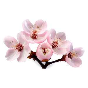 Soft Pink Cherry Blossom Png Oxv61 PNG image