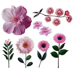 Soft Pink Floral Design Png 73 PNG image