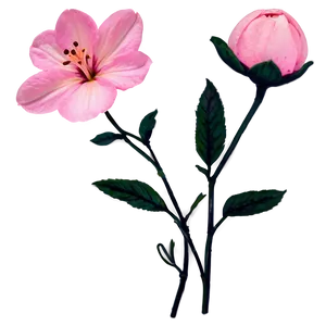 Soft Pink Flower PNG Vmv4 PNG