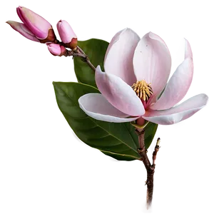 Soft Pink Magnolia Flower Png 06252024 PNG image