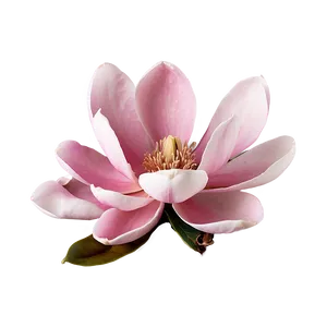 Soft Pink Magnolia Flower Png Fme34 PNG image