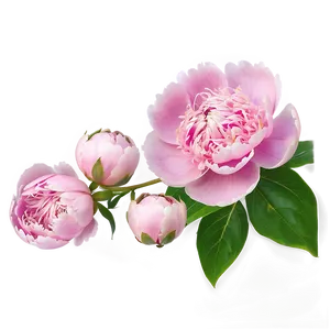 Soft Pink Peony Png 06252024 PNG image