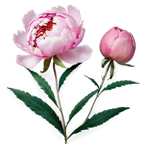 Soft Pink Peony PNG Wde93 PNG