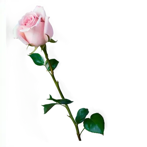 Soft Pink Rose PNG 14