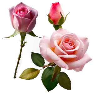 Soft Pink Rose PNG 15