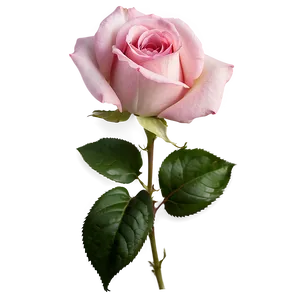 Soft Pink Rose PNG Rcb76
