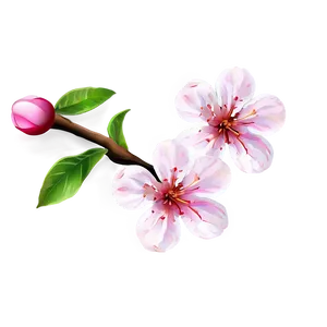 Soft Pink Sakura Flower PNG 06202024 PNG