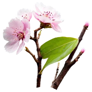 Soft Pink Sakura Flower PNG Mje97 PNG