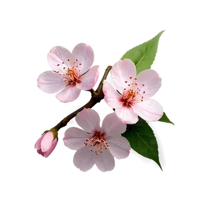 Soft Pink Sakura Flower PNG She18 PNG