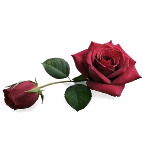 Soft Red Rose PNG 05242024