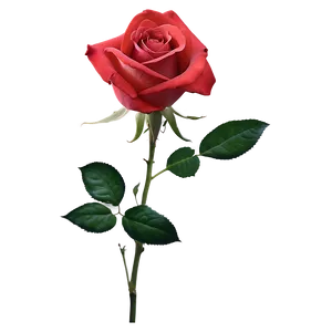 Soft Red Rose PNG 98