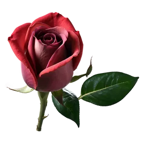 Soft Red Rose PNG Qjr
