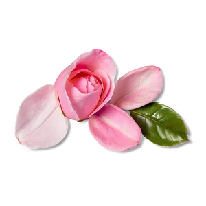 Soft Rose Petals PNG Dyy PNG