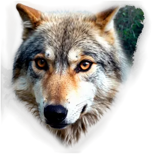 Soft Wolf Eyes PNG 06292024
