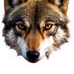 Soft Wolf Eyes PNG Qkx PNG