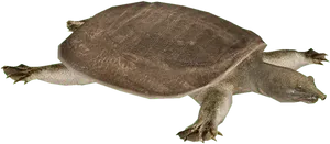 Softshell Turtle Black Background PNG image