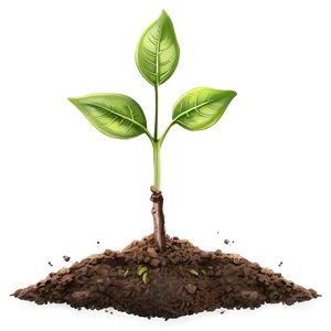 Soil Sprout Png 06132024 PNG image