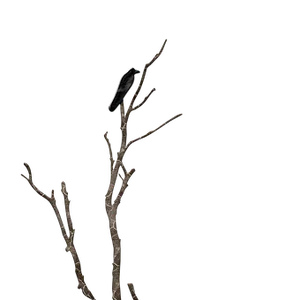 Solitary Birdon Night Branch