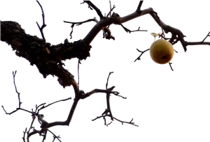 Solitary Fruiton Bare Branches.png PNG image