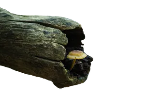 Solitary_ Mushroom_on_ Wooden_ Surface PNG image