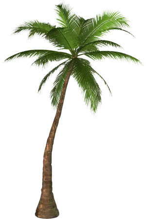 Solo Palm Tree Against Night Sky PNG image