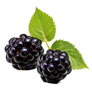 Sour Blackberry Fruit Png 31 PNG image