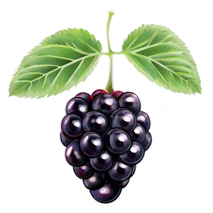 Sour Blackberry Fruit PNG Snr67