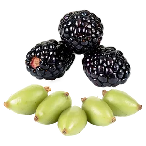 Sour Blackberry Fruit PNG Utb