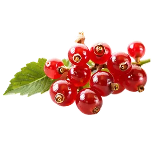 Sour Red Currant PNG 13