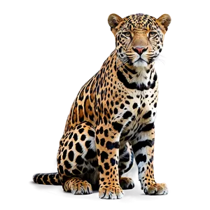 South American Jaguar PNG 05212024 PNG
