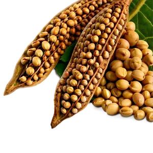 Soybean Field PNG 57