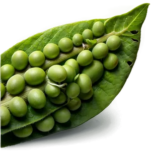 Soybean Field PNG 74