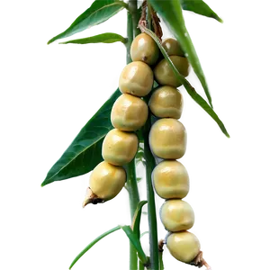 Soybean Field PNG Xit79