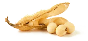 Soybean Podand Seeds PNG image