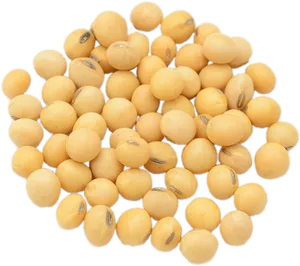 Soybeans Isolatedon Transparent Background PNG image