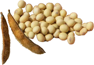 Soybeansand Podson Transparent Background PNG image